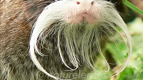 Emperor Tamarin | Monkey With Glorious Moustache