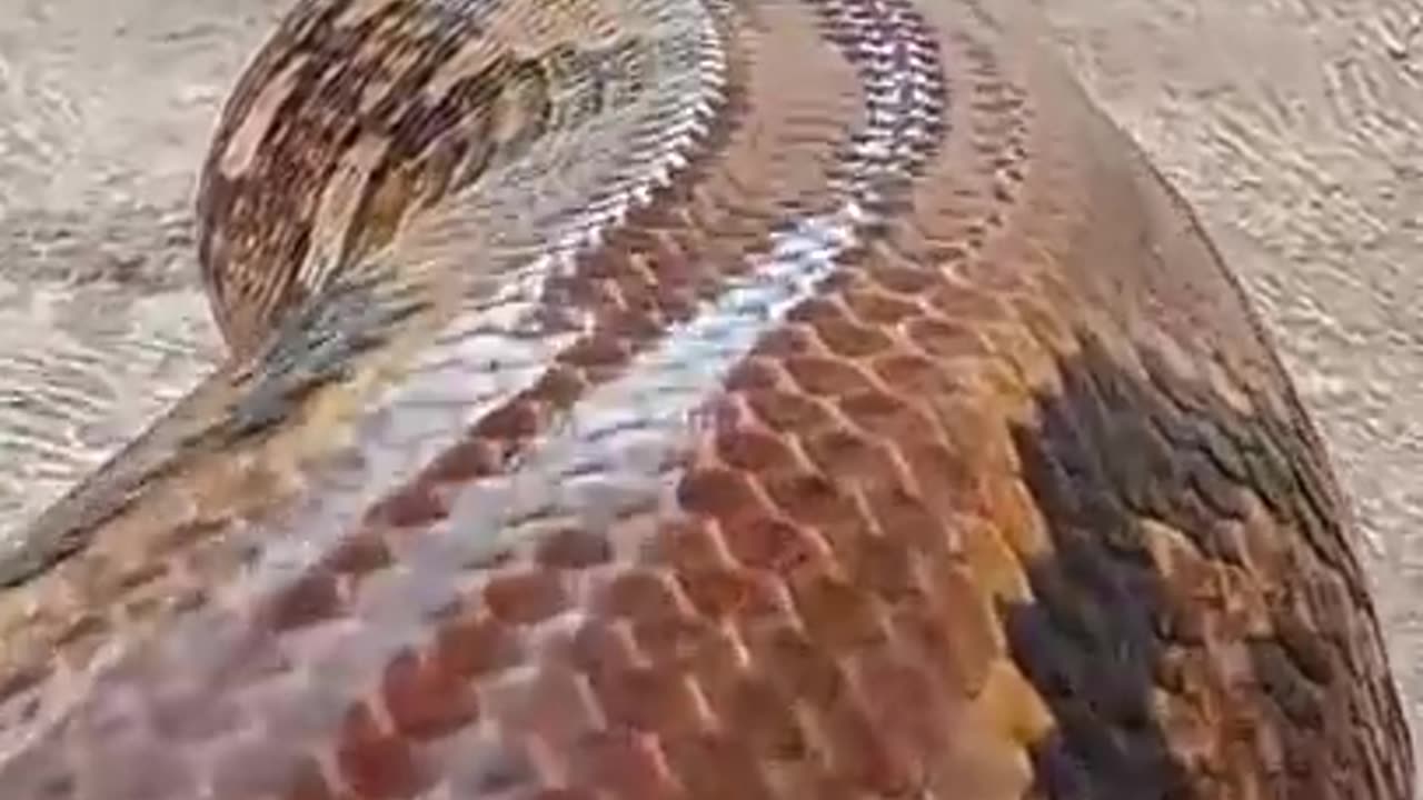 THE LONGEST SNAKE IN THE ASIA 🐉