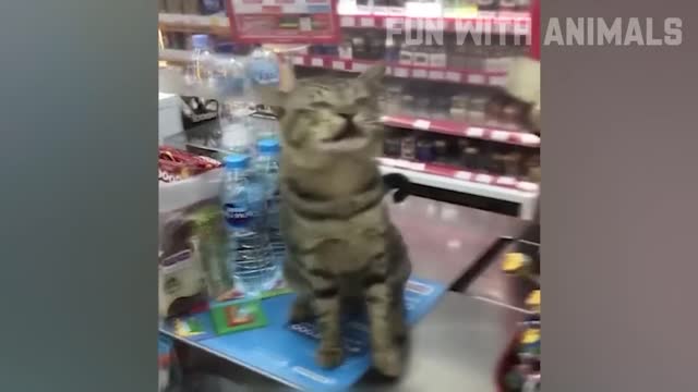 FUN WITH ANIMALS