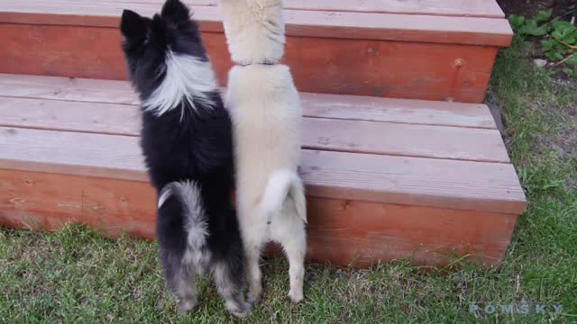 Best Bowtie Pomsky Love - My new Pomsky Babies, Shila and Zina. 1st Generation Pomsky Sisters