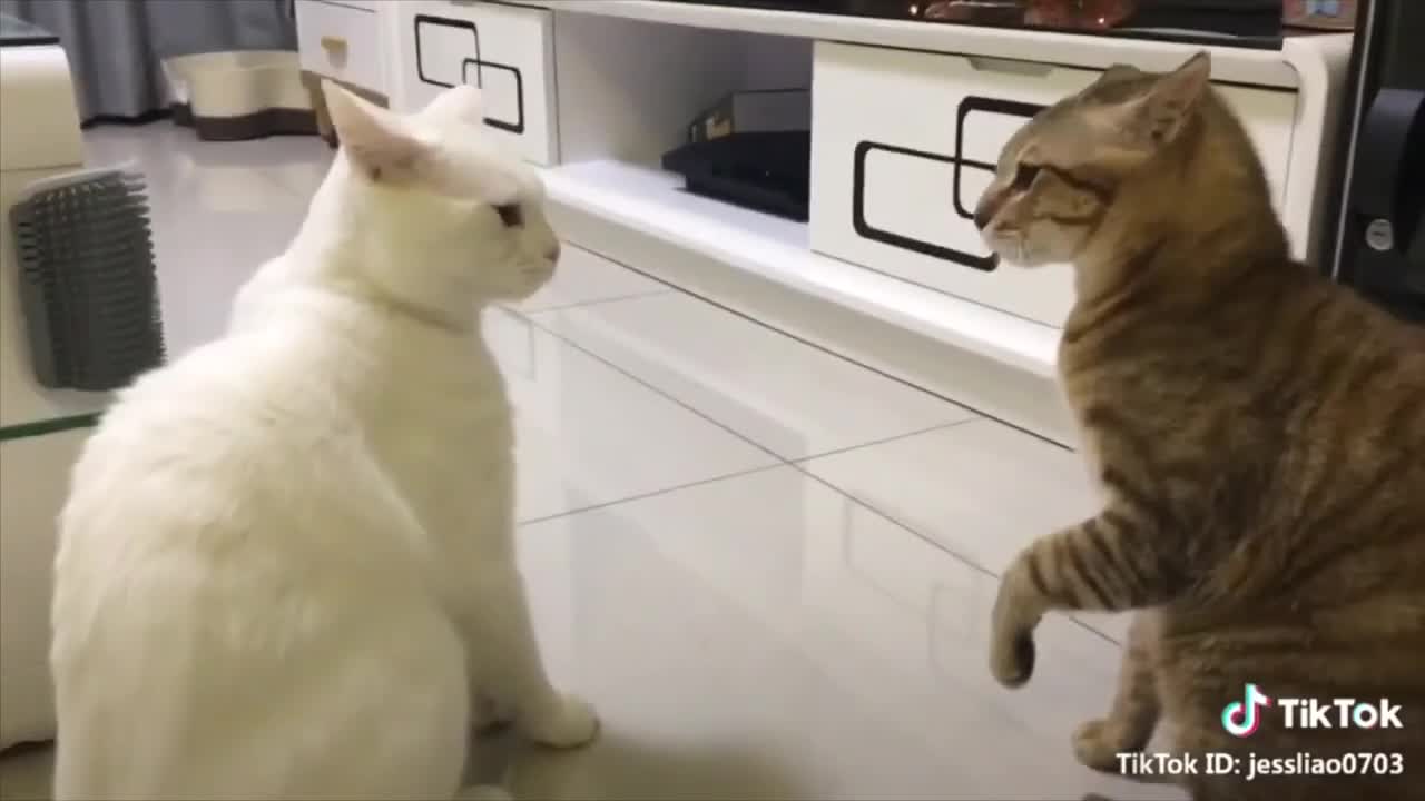 Cats can talking !!