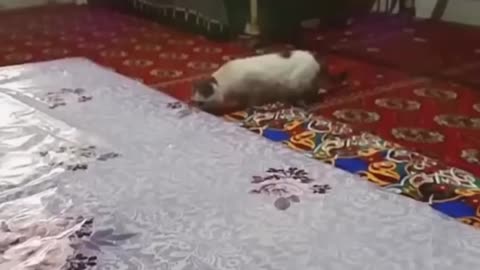 Best Funny Animal Videos 2023 - Funniest Cats And Dogs Video