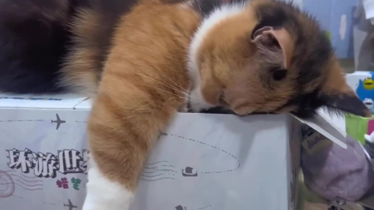 Funny and Cute Cats Videos #359