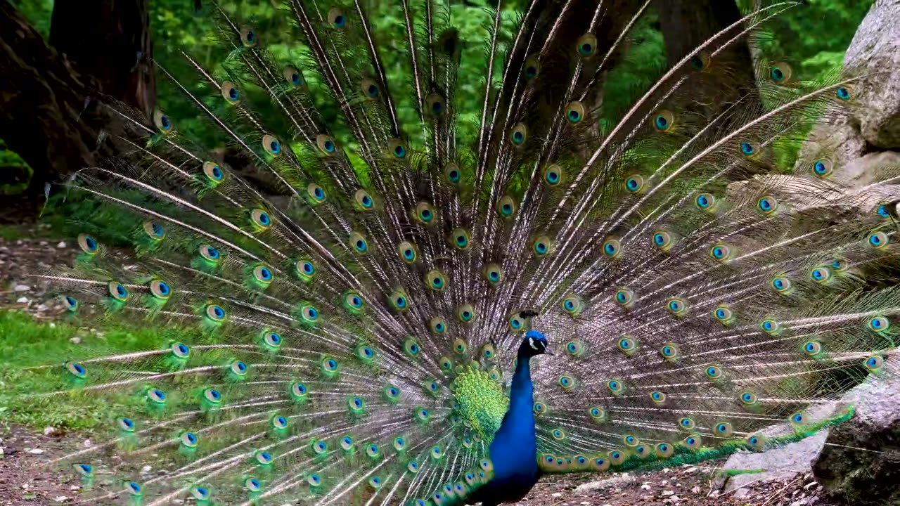 Extremely beautiful scene and dancing peacock🦚