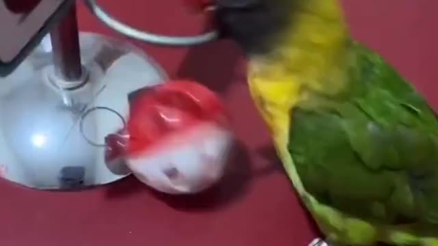 Smart Parrot Play #shorts #parrot #cute #pet #cockatiel #bird #rappingbird