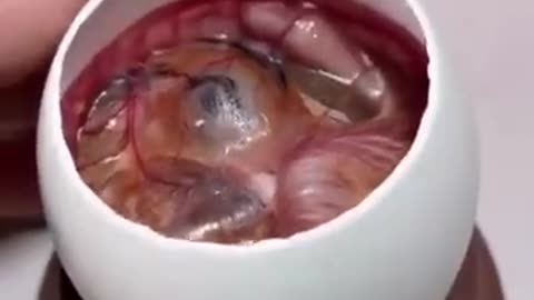 Chick born from an egg