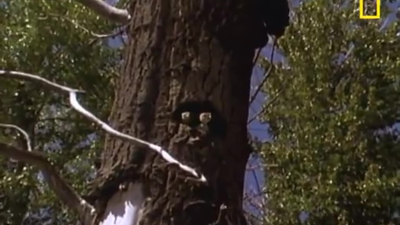 Tiny Ducklings Leap from Tree | National Geographic