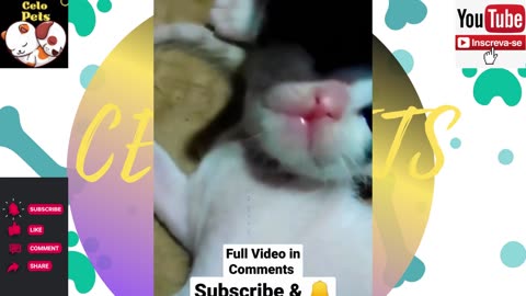 Animais Engraçados Funny Animals Channel 🐶🐱