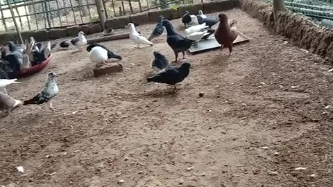 He continued to see the pigeon farm