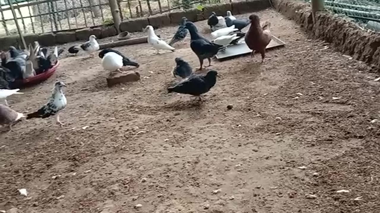 He continued to see the pigeon farm