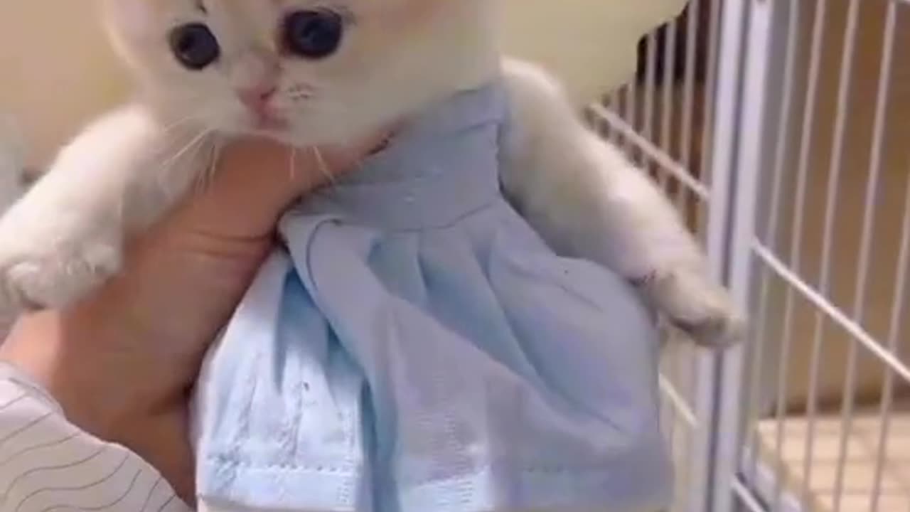 Funny Cat videos