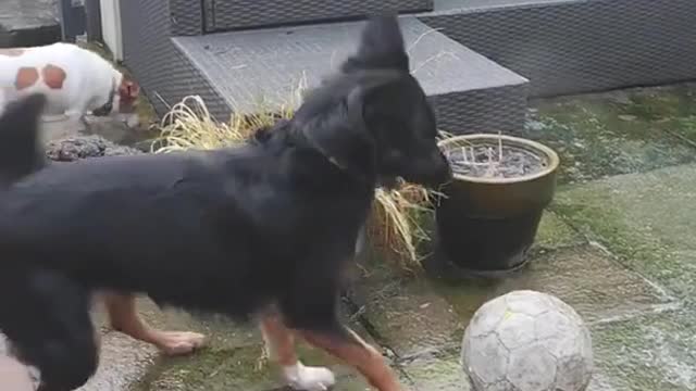 dog dumbfounded by frozen ball
