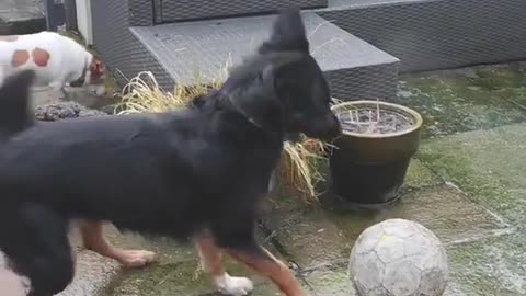 dog dumbfounded by frozen ball