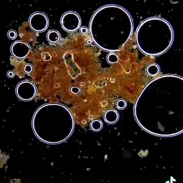 Watch Peroxide Kill Bacteria Under a Microscope..