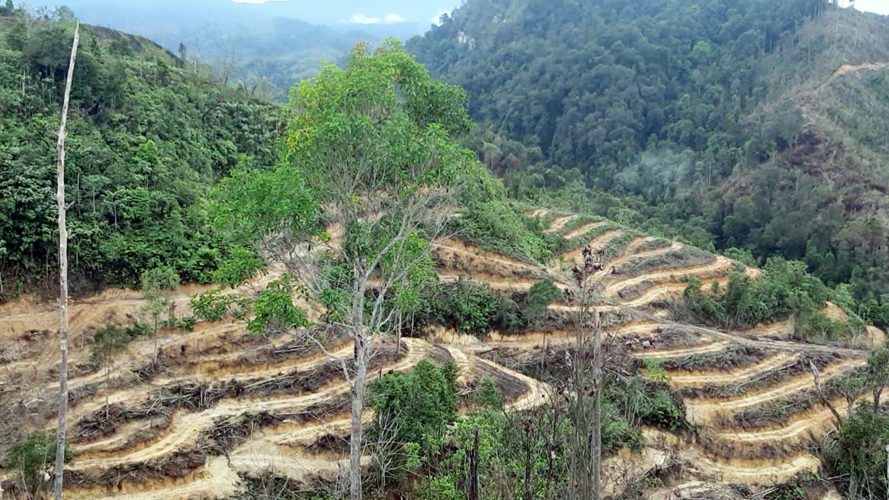 Natural scenery in the plantation area