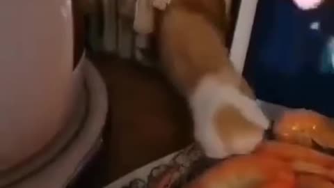Shrimp!