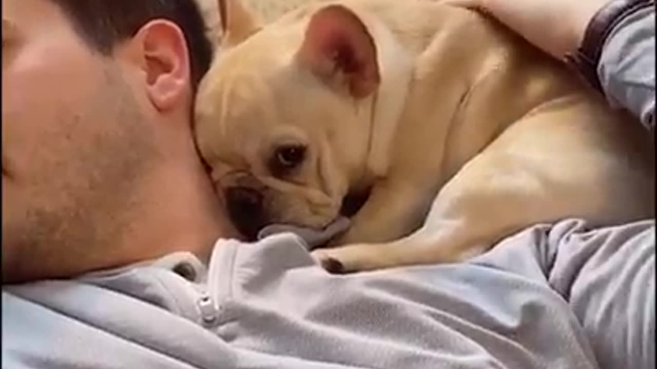 Emotional dogs