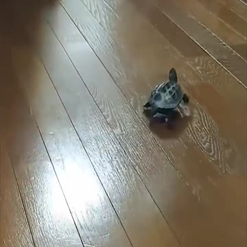 Fastest turtle on earth