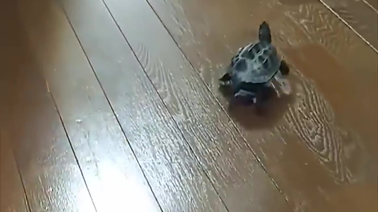 Fastest turtle on earth