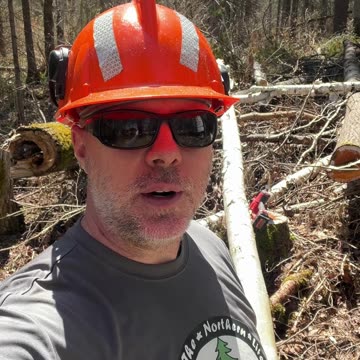 Milwaukee M18 Fuel Hatchet vs Birch Tree #shorts