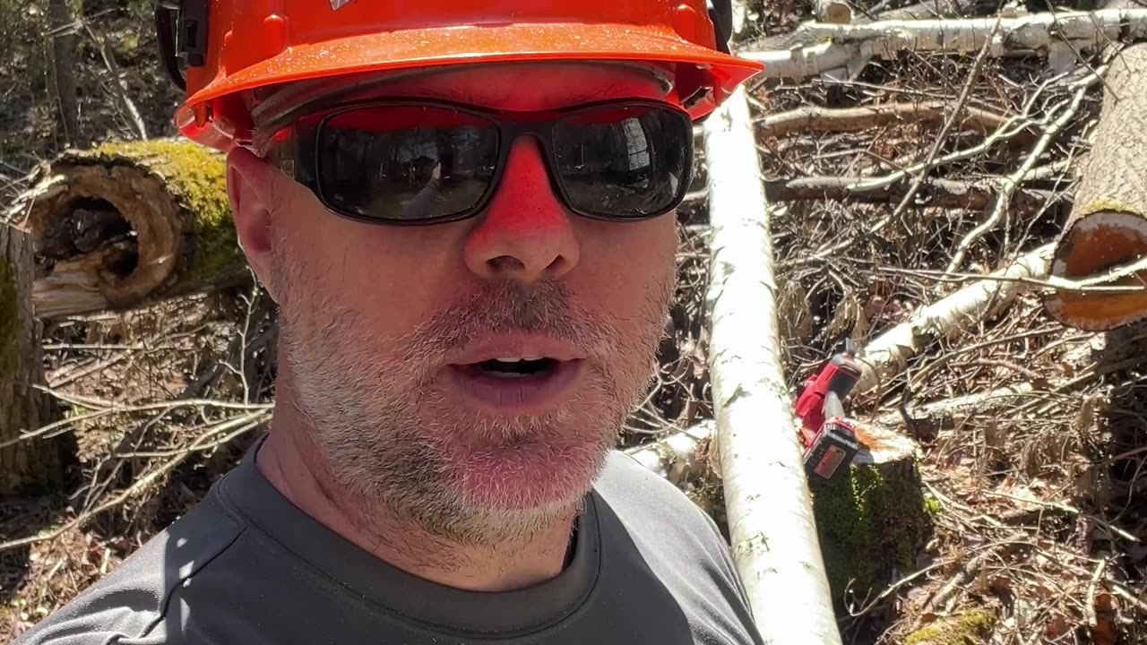 Milwaukee M18 Fuel Hatchet vs Birch Tree #shorts