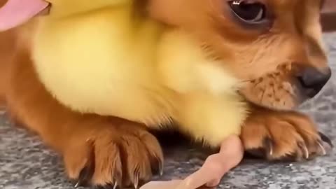 The love between puppies and duckling 😍