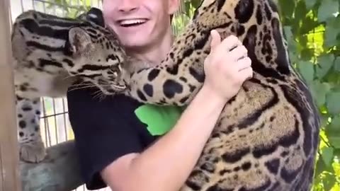 Man playing with cheetah.