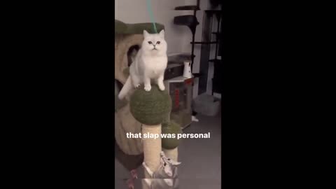 FUNNY CATS COMPILATION PART 1