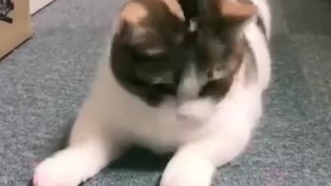 Funny creations of animals