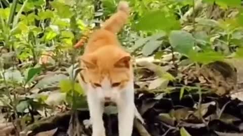 The reaction of cat vs snake