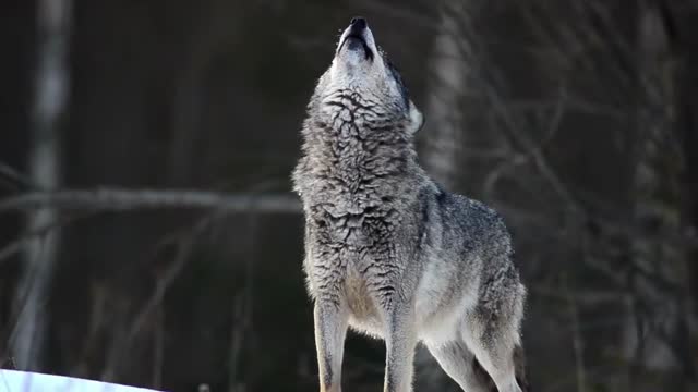 Wolf | 4K | Animals | Carnivore | Wild Hunt