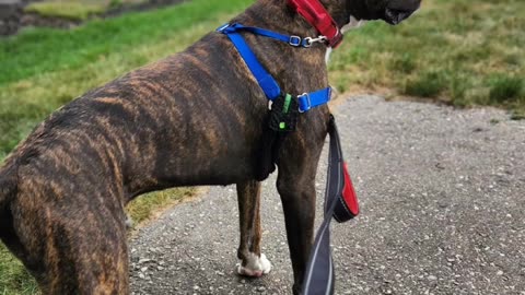 😎 State of Mind #boxer #dog #pets #mindset #doglover #foryou #fyp #love #money #like #trending