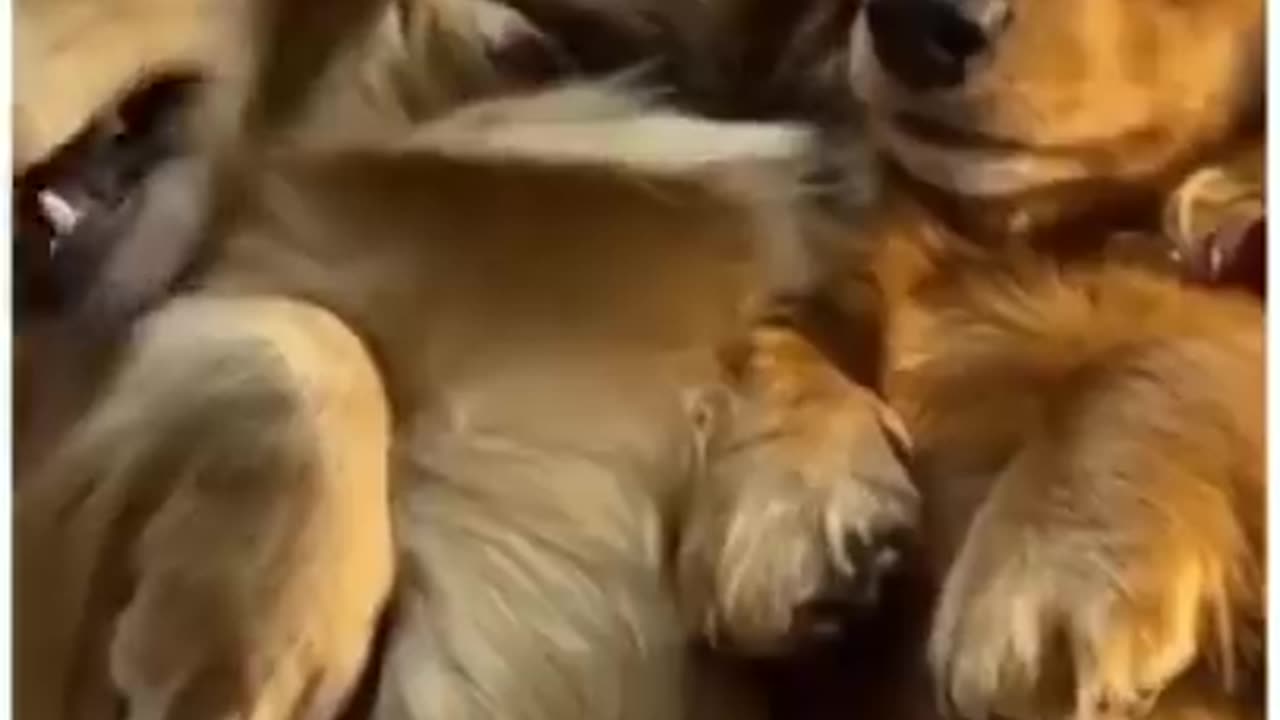 Top Funny Cute Dog Videos and Compilation #short