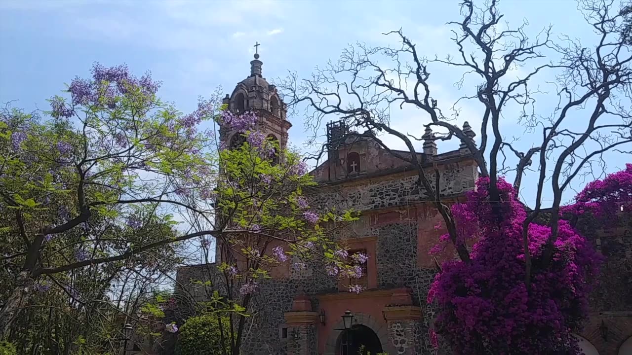 Raining Jacaranda - Mexico City (CDMX)