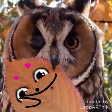 Canvas & Beaks: Birds in Focus