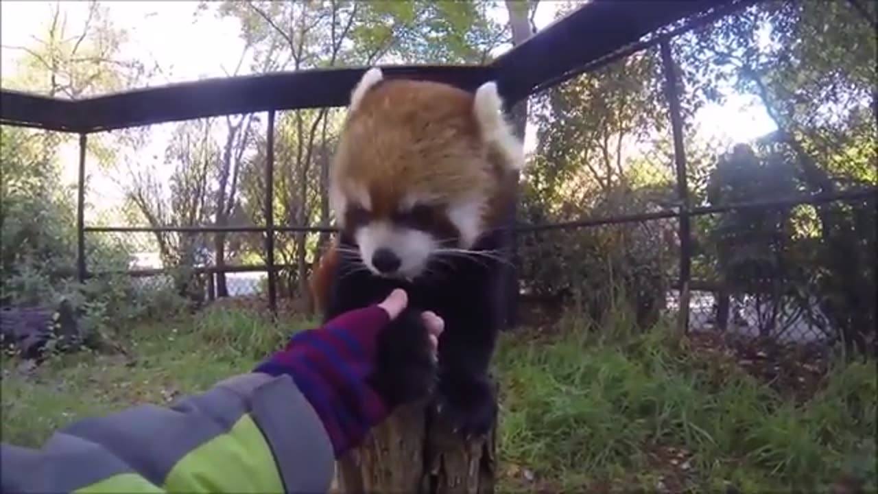 panda videos compilation