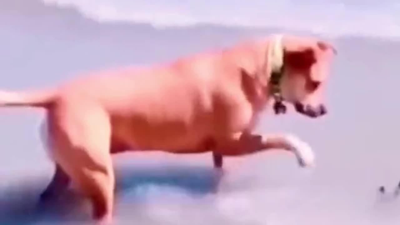Animal cute