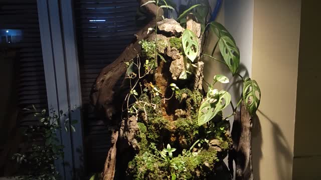 Paludarium Gucci Green Waterfall