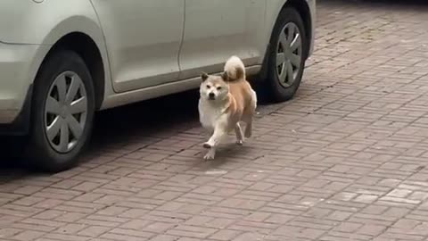 Dog dancing