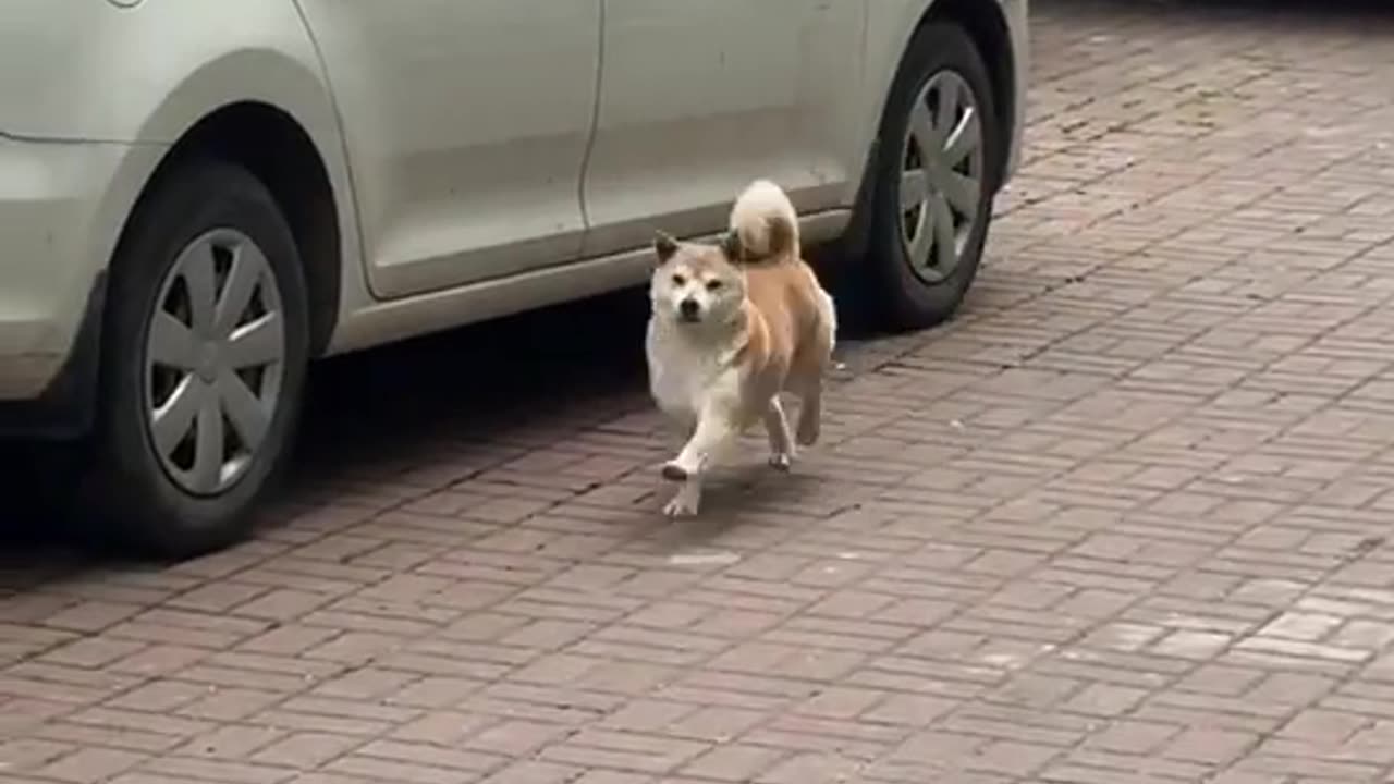 Dog dancing