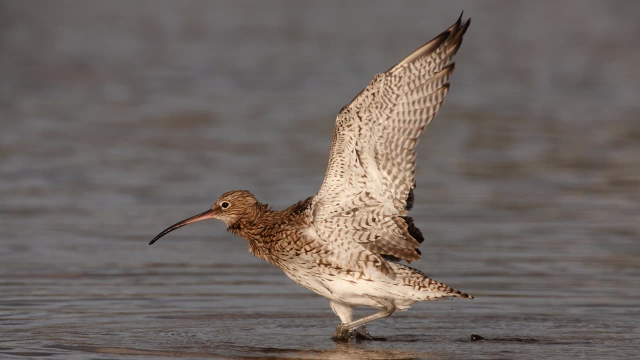 The Curlew: Close Up HD Footage (Numenius arquata)