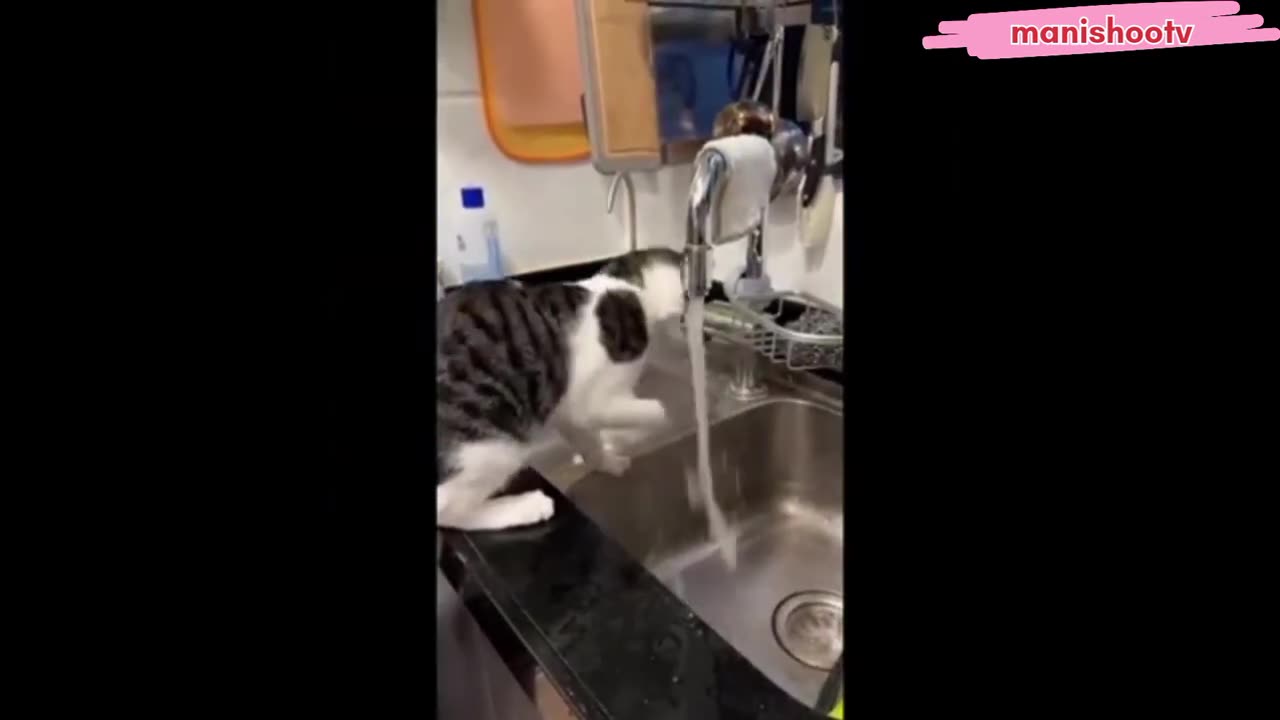 New funny animals funniest cats and dogs video