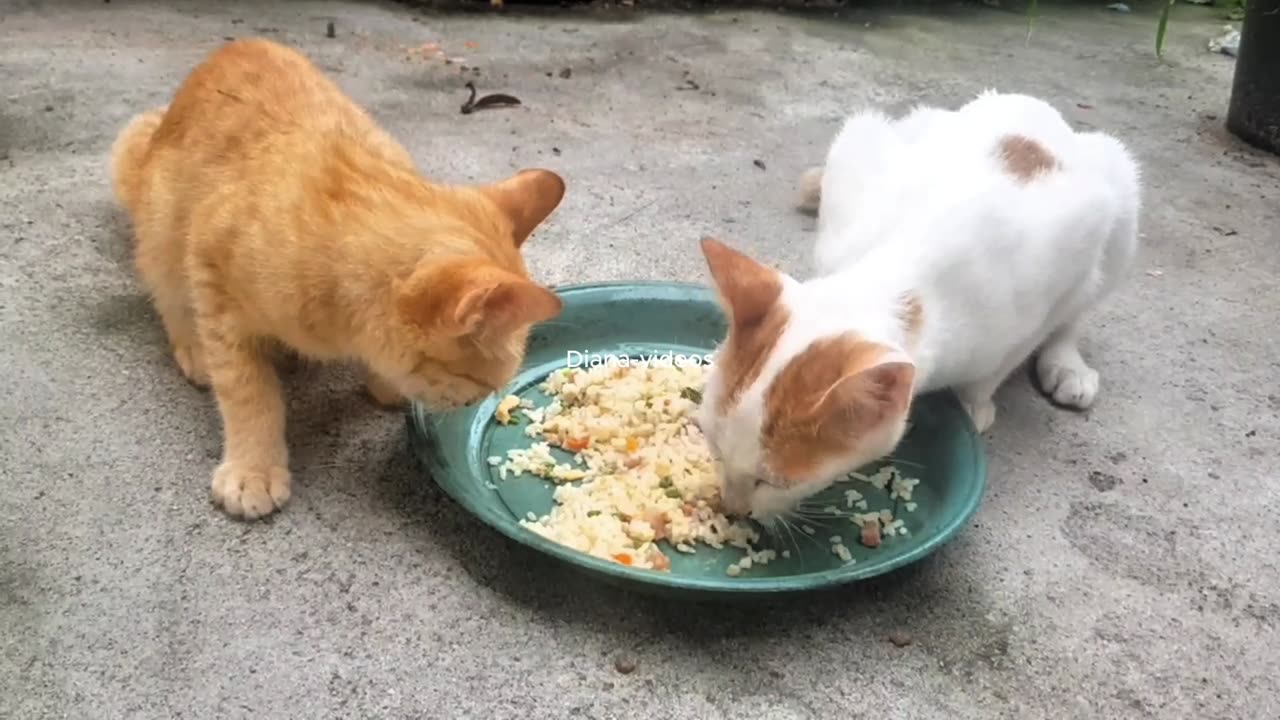 Just eating also quarrels kittens and mother cats😘🐈 #Diana-video #cat #cute foryou