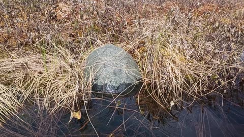 Snapping Turtle