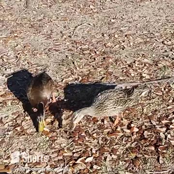 Ducks Eating Breakfast 3