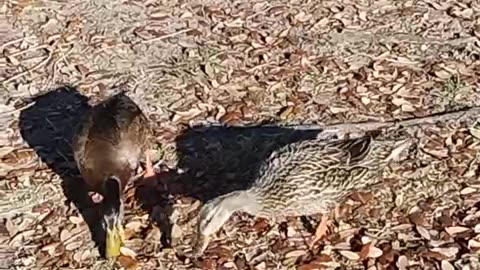 Ducks Eating Breakfast 3