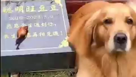 Man, Dog and Fried Chicken