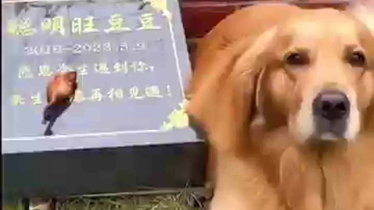 Man, Dog and Fried Chicken