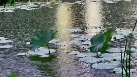 Rain ~ # # - up to enjoy the beauty of nature for healing scenery. Mp4