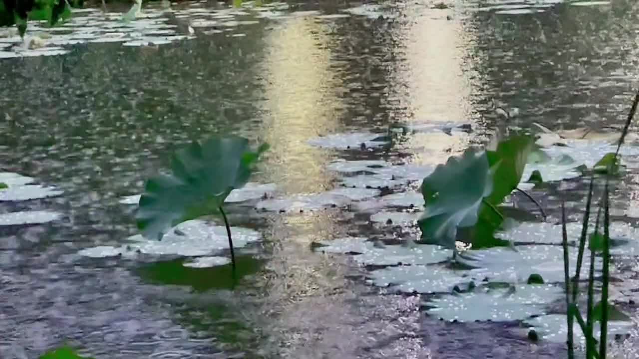 Rain ~ # # - up to enjoy the beauty of nature for healing scenery. Mp4